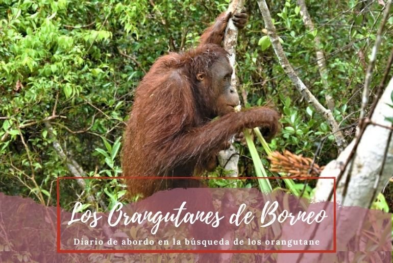 Orangutanes de Borneo - Pasaporte a la Tierra