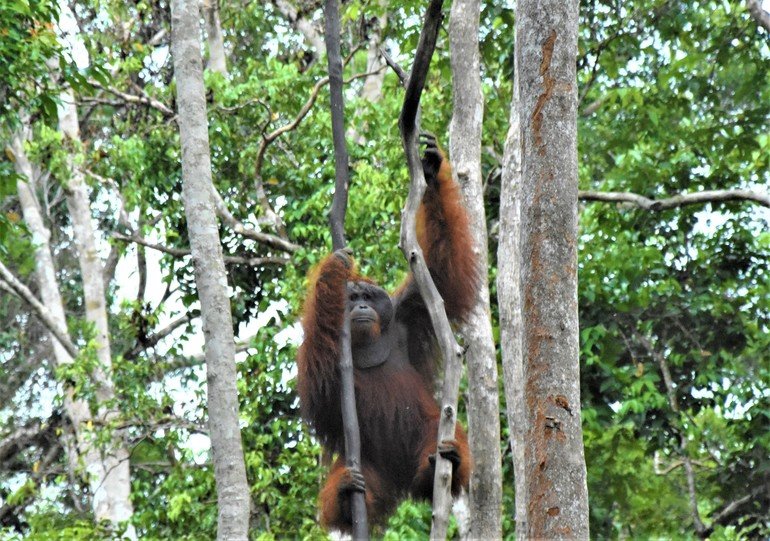 Macho Alfa Orangutanes de Borneo 