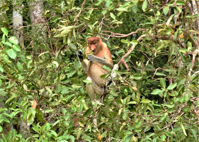 Narigudos en Borneo