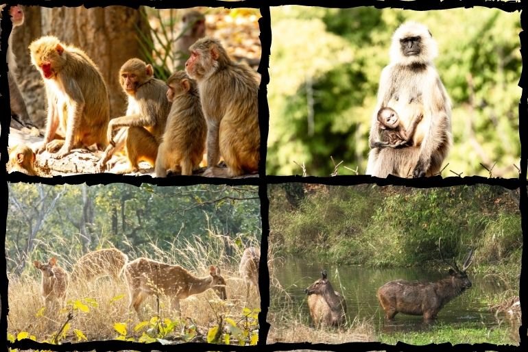 Parque Nacional Bandhavgarh