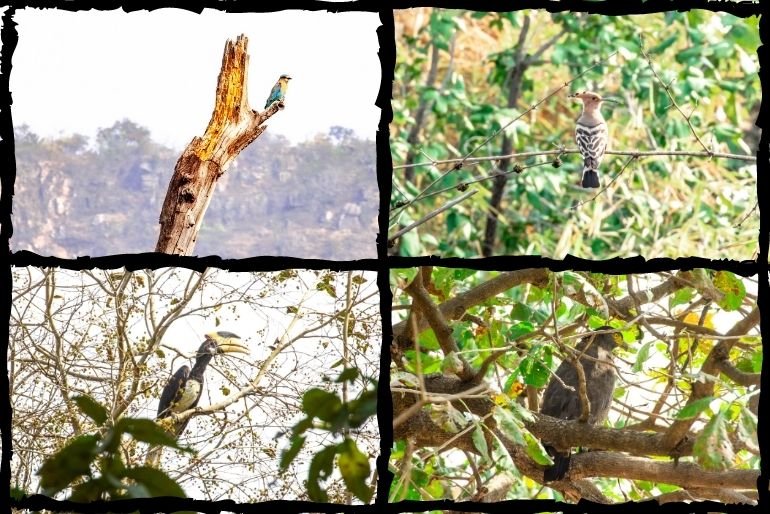 Parque Nacional Bandhavgarh