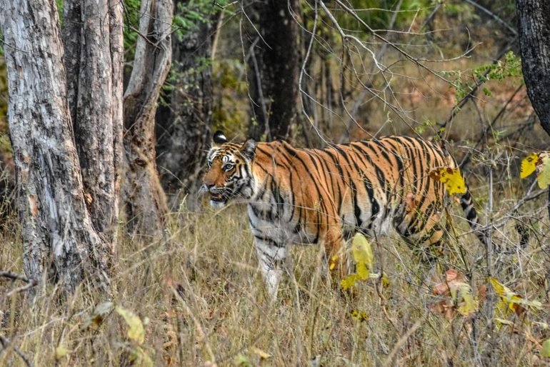 Tigre de bengala en Parque Nacional de Bandhavgarh - India 