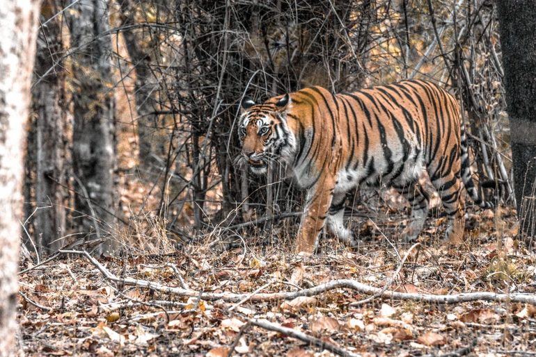 tigre-en-Bandhavgarh