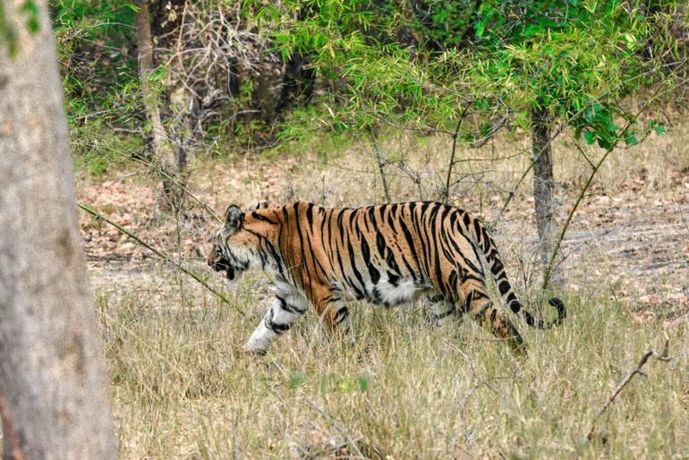 Tigre de bengala en Parque Nacional de Bandhavgarh - India 