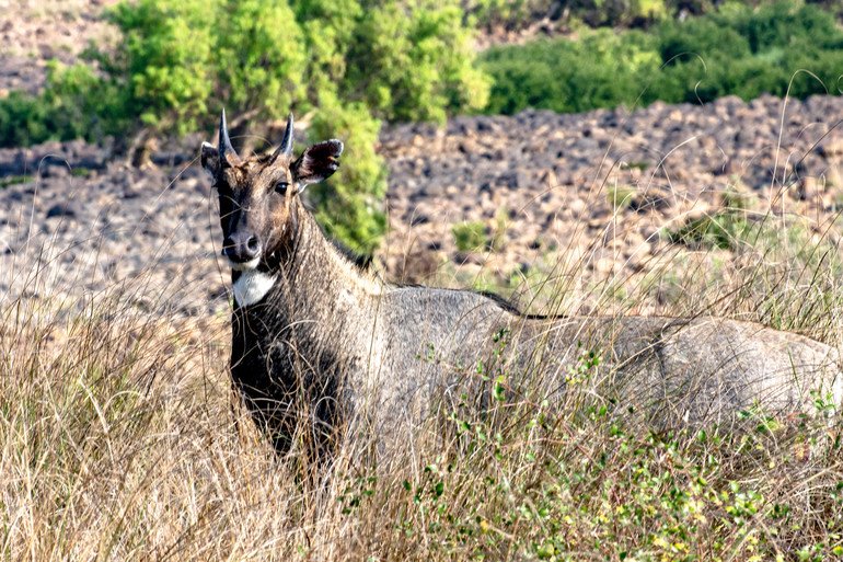 Parque Nacional de Panna - Safari en India