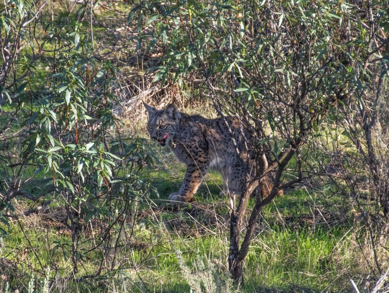 Lince ibérico Sierra de Andújar