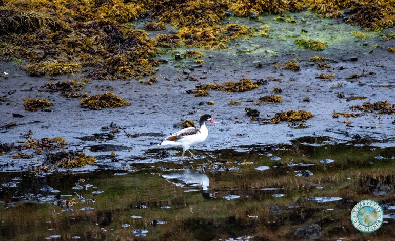 sea-duck-islandia