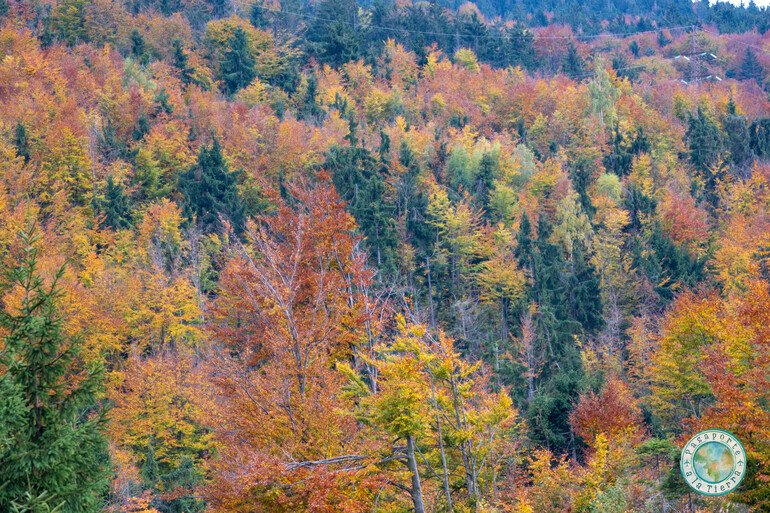 paisajes-otoño-Rumania