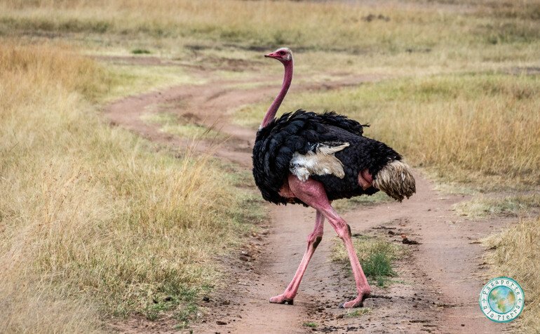 Avestruz en Masai Mara