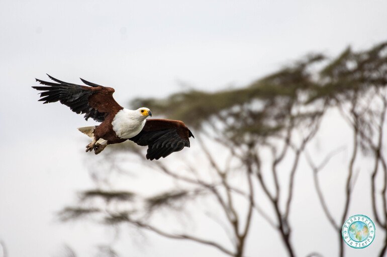 fish eagle en safari barca lago naivasha