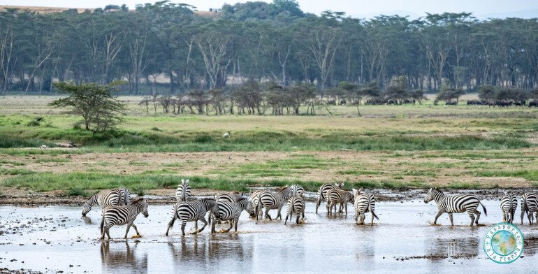 Cebras safari Lago Nakuru