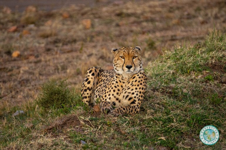 Cheetah en safari por Masai Mara