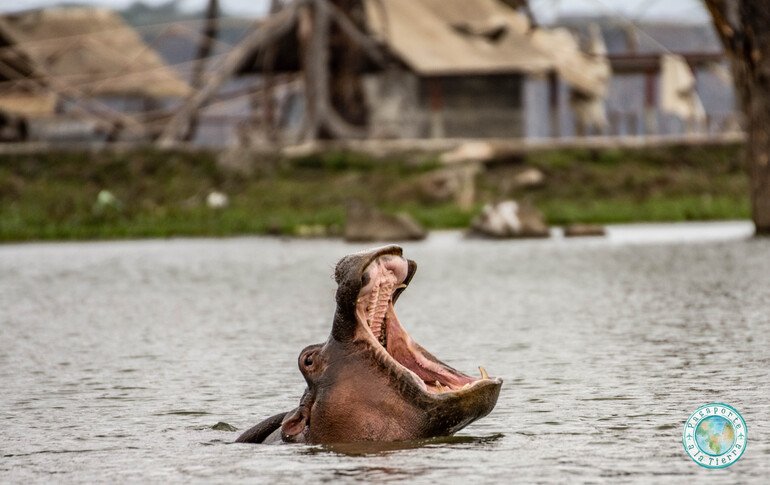 Hipopotamo boca abierta en Lago Naivasha