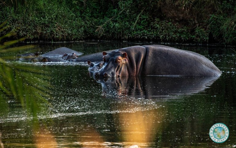 Hipopótamos en safari a Masai Mara