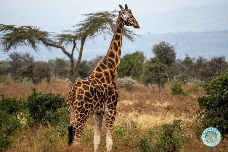 Jirafa Rothschild Lago Nakuru en Kenia