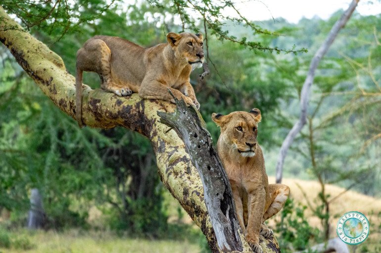 Leonas trepadoras safari en Lago Nakuru
