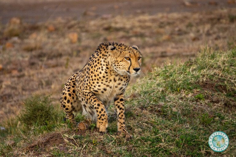 que-ver-en-safari-masai-mara