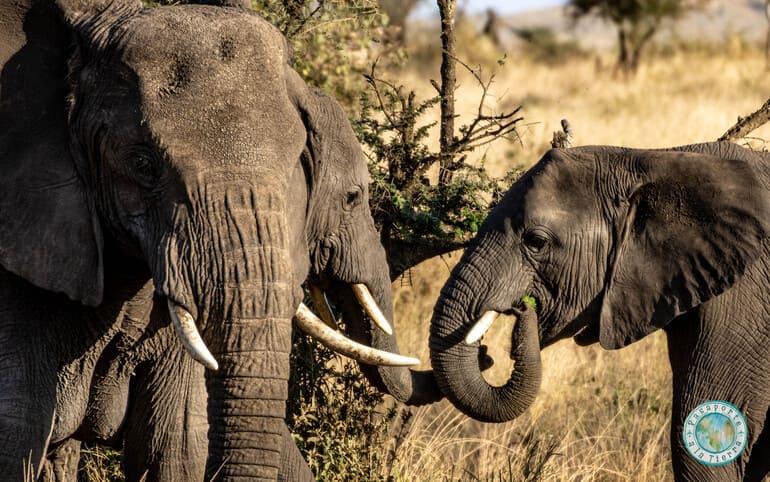 familia-elefantes-safari-serengueti