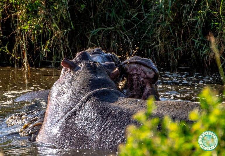 hipopotamos-luchando-safari-serengueti