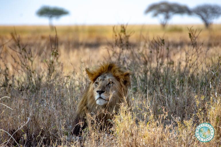 leon-safari-serengueti