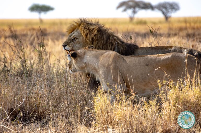 leones-safari-serengueti
