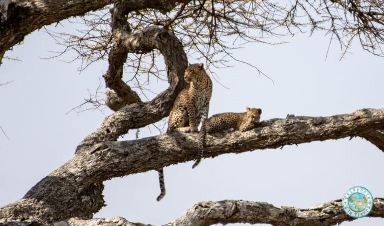 leopardos-safari-serengueti