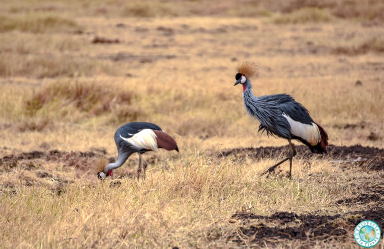 aves-safari-tanzania
