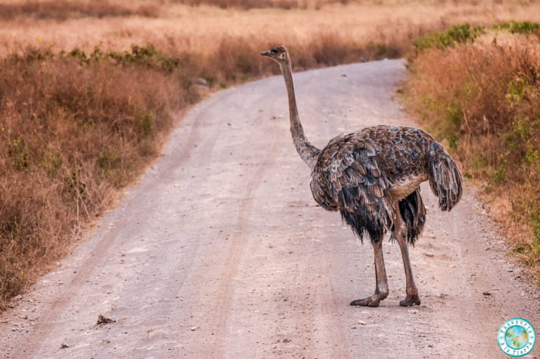 avestruz-safari-ngorongoro-crater