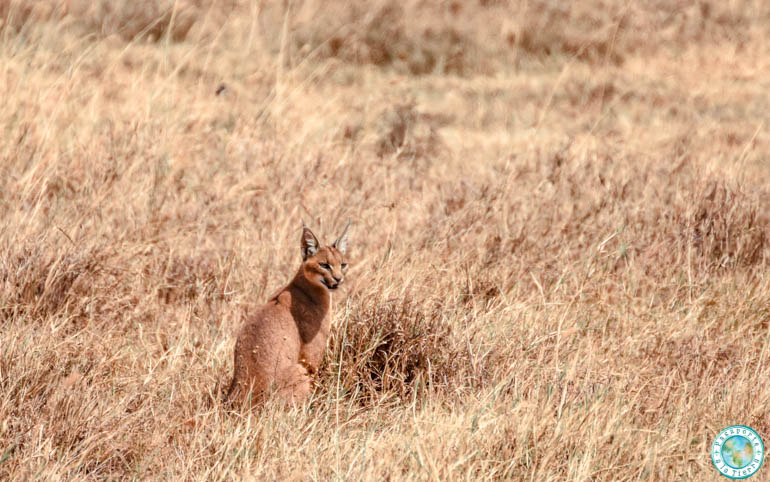 caracal-felino-safari-ngorongoro-crater