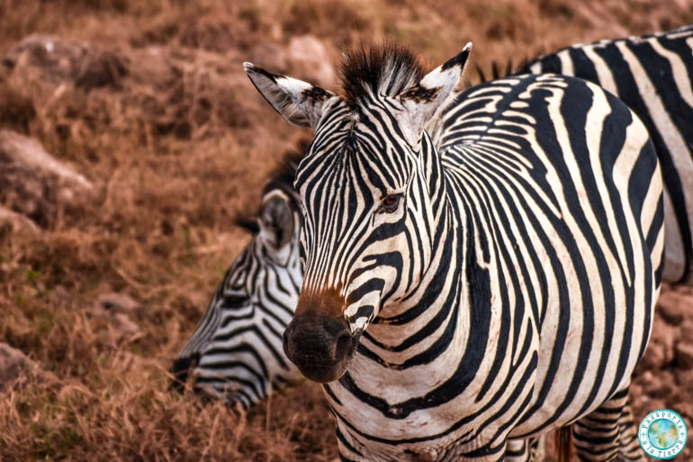 cebra-safari-ngorongoro