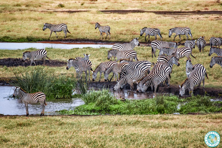 cebras-safari-ngorongoro-crater