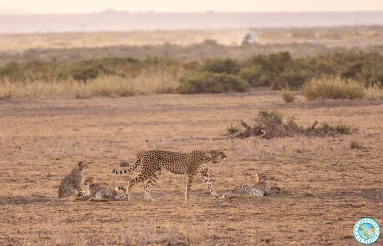 familia de guepardos safari Kenia