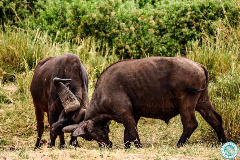Pelea de búfalos - Safari Lago Manyara