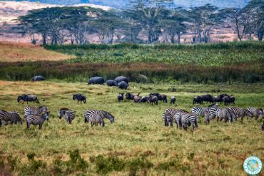 que-ver-en-safari-ngorongoro-crater
