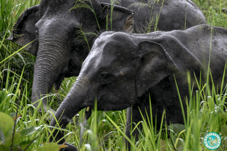 Elefantes bajo la lluvia en Minneriya
