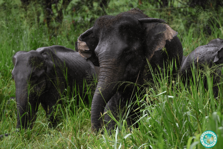 elefantes-sri-lanka-minneriya
