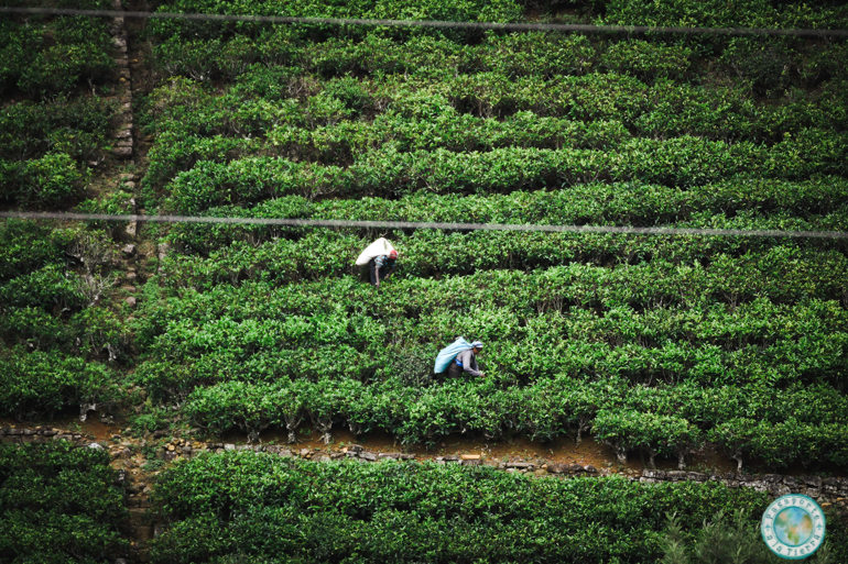 campos-de-te-que-ver-en-nuwara-eliya