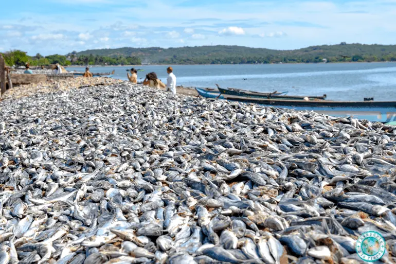 secaderos-pescado-playa-trincomalee