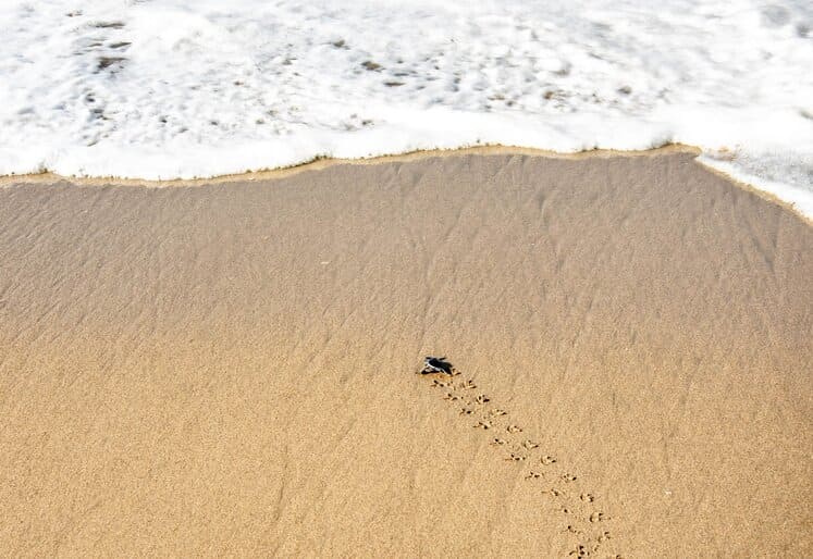 Tortuga llegando al mar