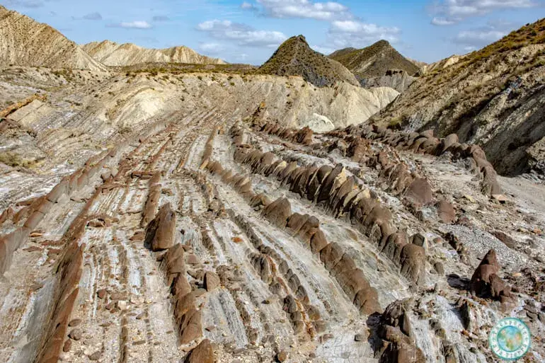 colas-de-dragon-que-ver-en-el-desierto-de-tabernas