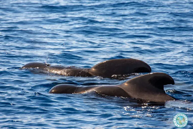 avistamiento-cetaceos-tenerife