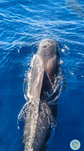 avistar-calderones-tropicales-costa-adeje