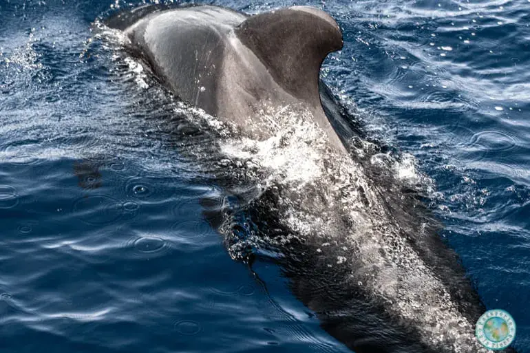 avistamiento-calderones-en-tenerife