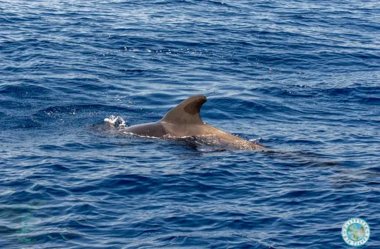 avistamiento-delfines-en-tenerife