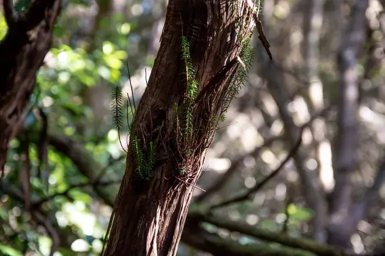 flora-anaga-tenerife