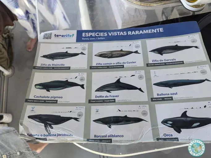 informacion-cetaceos-costa-adeje