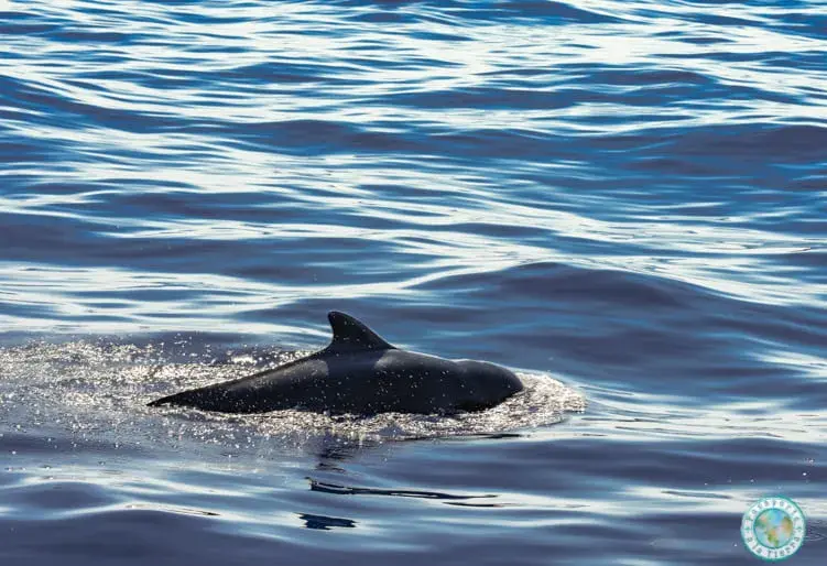 navegar-cetaceos-costa-adeje-tenerife