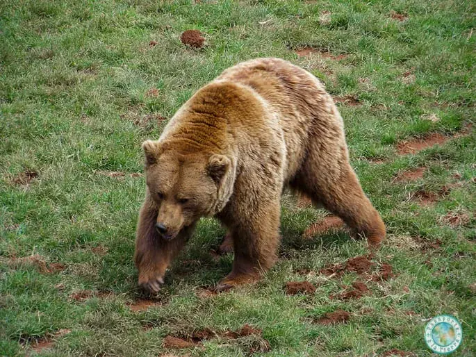 oso-pardo-asturias