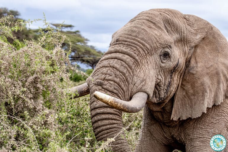 elefante-parque-amboseli