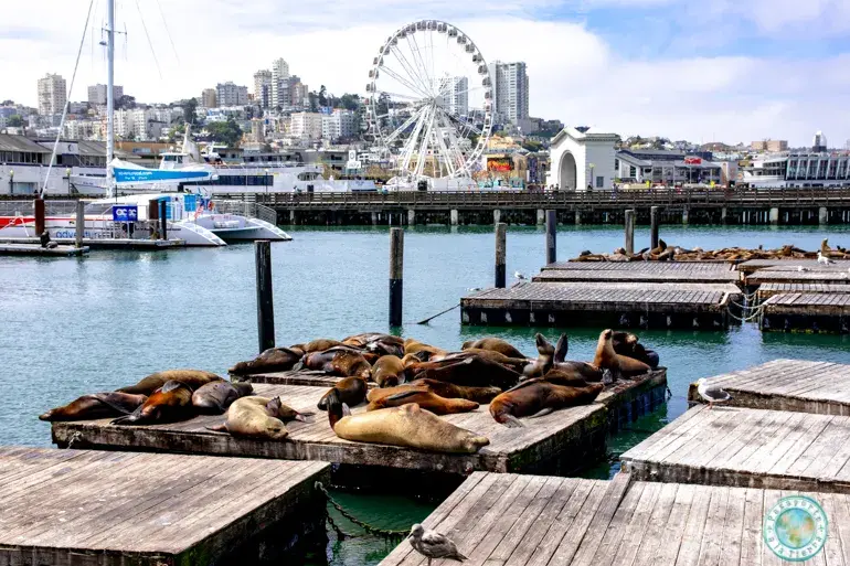pier-39-que-ver-en-san-francisco